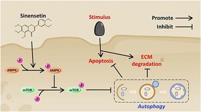 Sinensetin Reduces Osteoarthritis Pathology in the Tert-Butyl Hydroperoxide-Treated Chondrocytes and the Destabilization of the Medial Meniscus Model Mice via the AMPK/mTOR Signaling Pathway